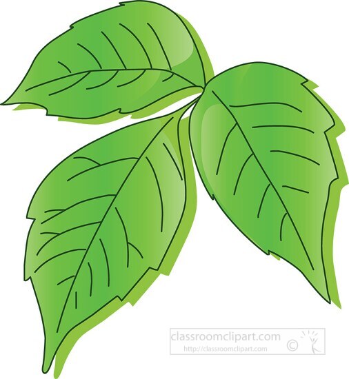 poison ivy clipart