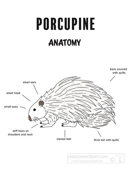 porcupine anatomy printout black outline