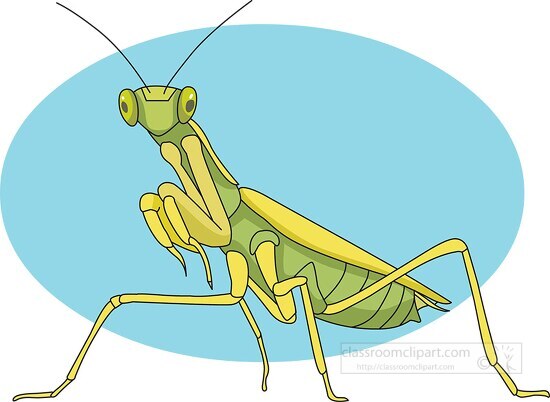 praying mantis clipart