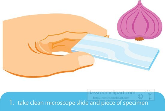 preparing cell wet mount for use in a microscope step 1 clipart