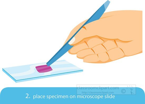preparing cell wet mount for use in a microscope step 2 clipart