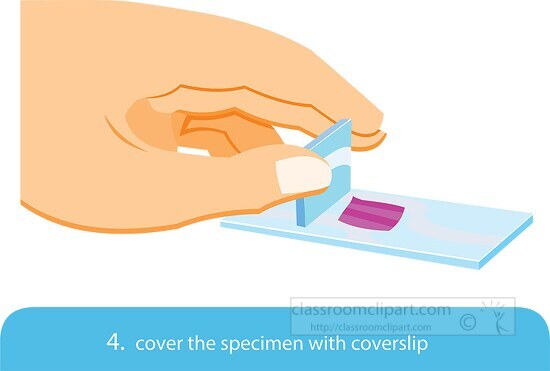 preparing cell wet mount for use in a microscope step 4 clipart