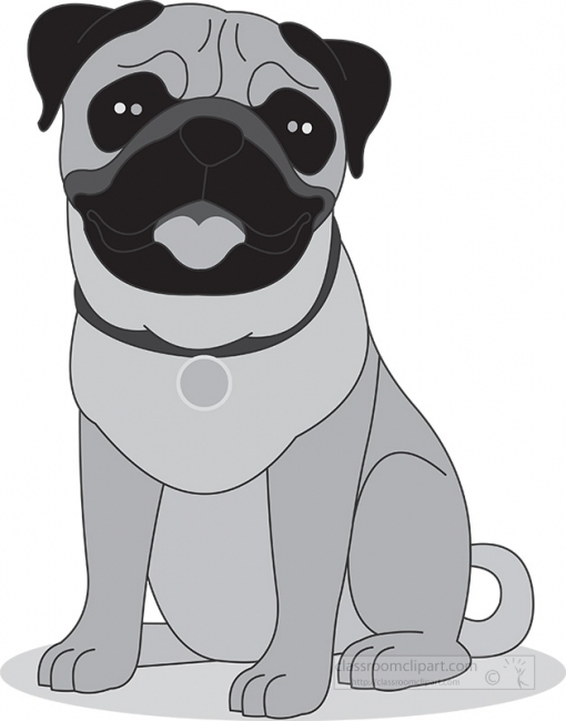 pug dog sitting on all fours gray clipart