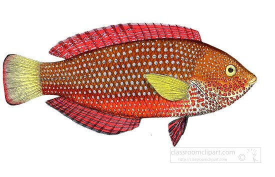 red orange yellow fish illustration clipart