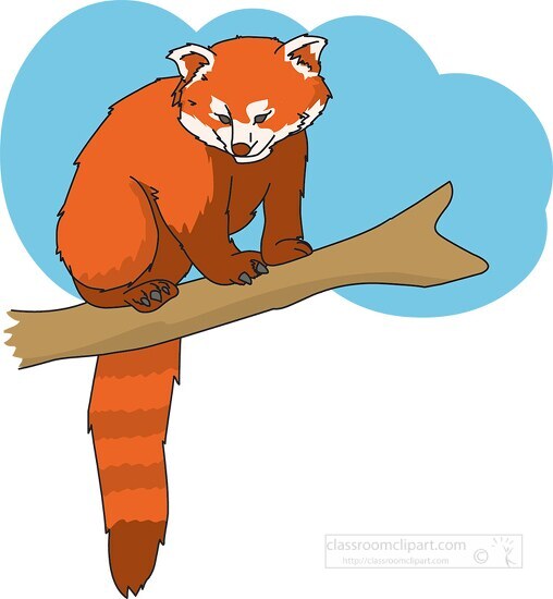 red panda bear clipart