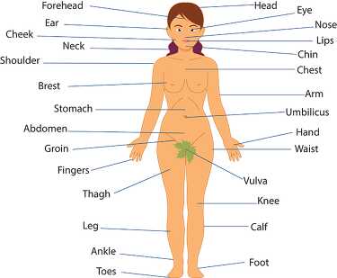 Anatomy Clipart-reference diagram of adult female front body parts