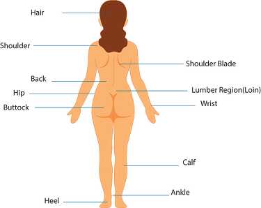 reference diagram of ault female back body parts human anatomy 