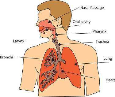 respiratory system diagram 1218