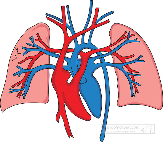 respiratory system lungs clipart