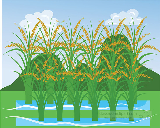 rice paddy green hills clouds clipart