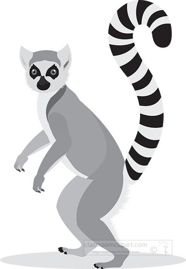 ringtail-animal-lemur gray color
