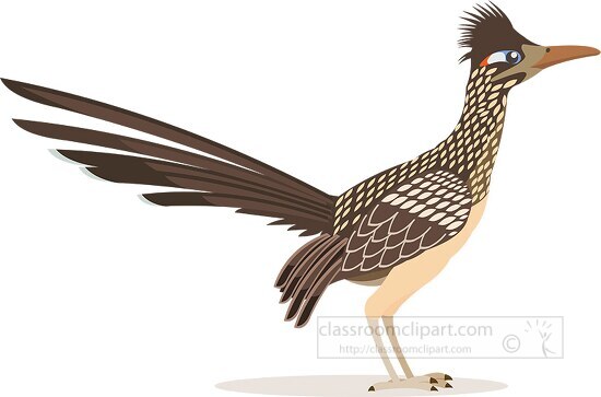 roadrunner bird animal clipart