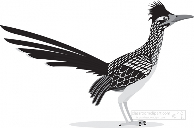 roadrunner-bird-animal-gray color