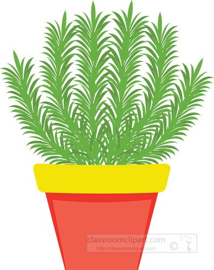 rosemary growing in planter herb clipart 318