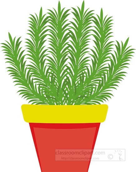 rosemary growing in planter herb clipart 318