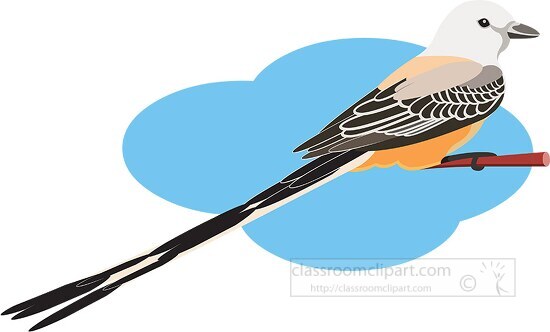 scissor tailed flycatcher clipart