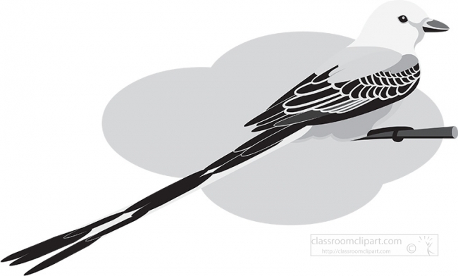 scissor-tailed-flycatcher-gray color