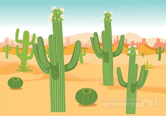 several saguaro cactus in the desert clipart image