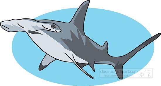shark hammerhead shark