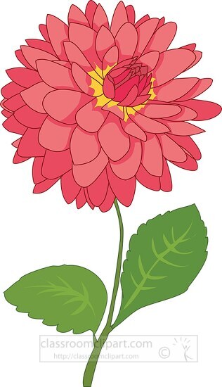 single dahlias flower clipart