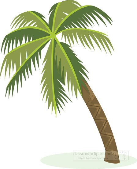 single palm tree clipart 2021A