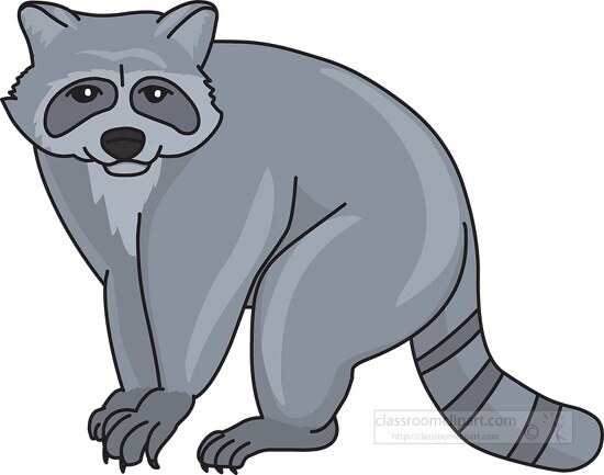 sitting gray raccoon animal clipart