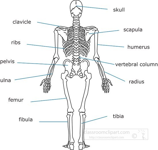 Skeletal System Human back view outline clipart