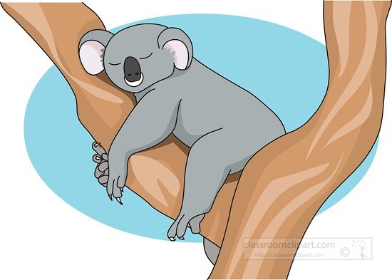 sleepy koala bear resting on large tree