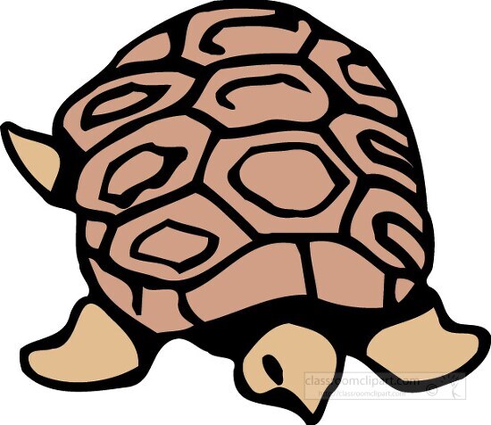 small brown tortoise top view