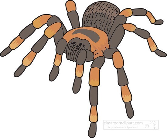 spiders brown tarantula clipart