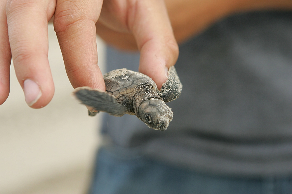 Baby loggerhead turtle - Classroom Clip Art