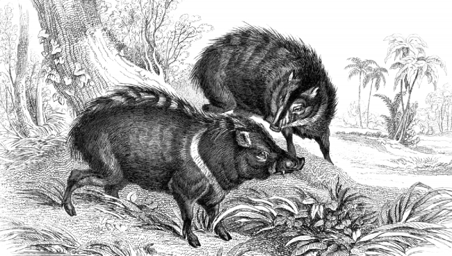 Mammal Illustrations-Animal Illustration Peccary