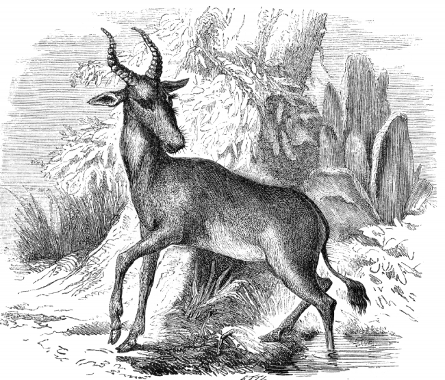 Mammal Illustrations-antelope Illustration