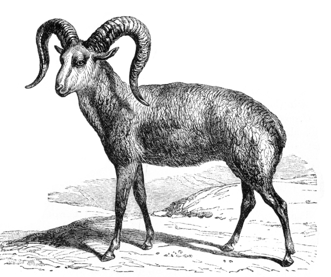 argail goat illustration - Classroom Clipart