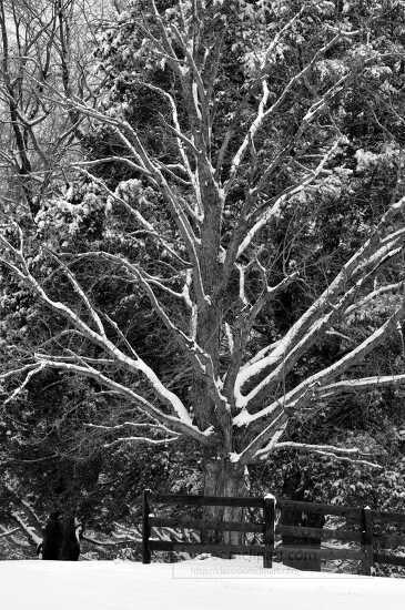 Black and White Snow covered tree - Classroom Clip Art