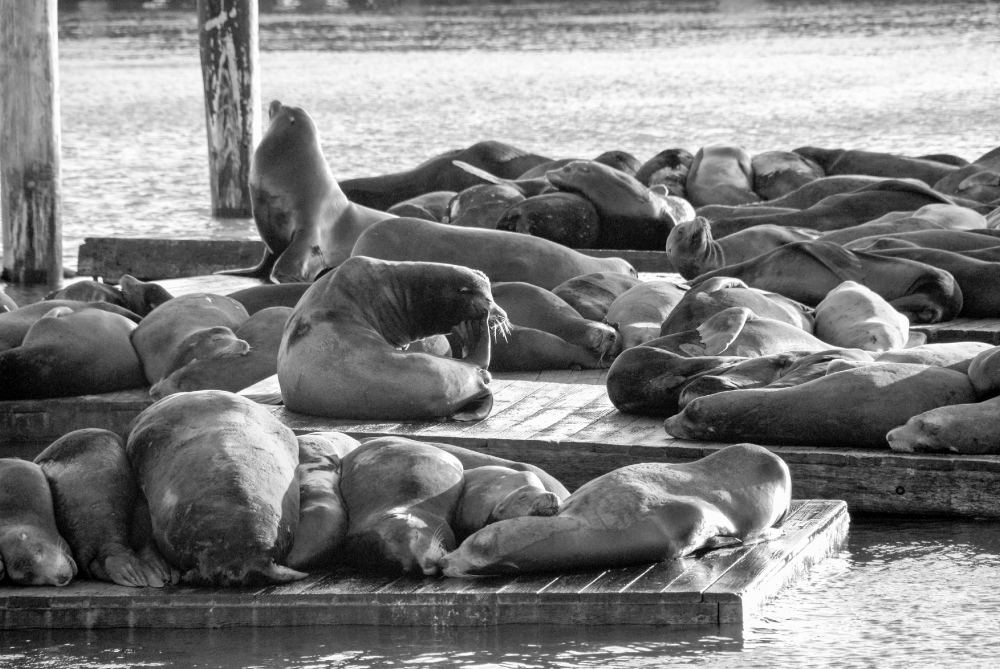 Free black white photo of harbor seals pier 39 - Classroom Clipart