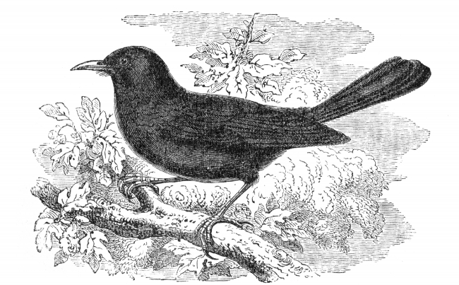 Bird Illustrations-blackbird llustration