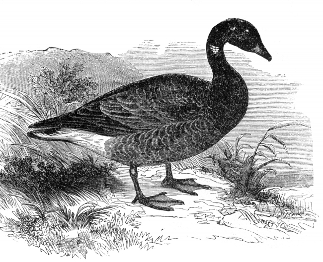 Bird Illustrations-brent goose bird illustration goose