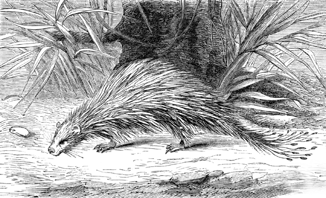 brush tailed porcupine illustration - Classroom Clip Art