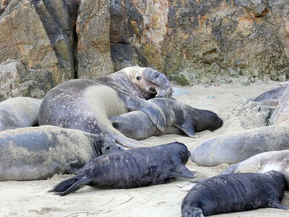 bull elephant seal mates with a female - Classroom Clipart