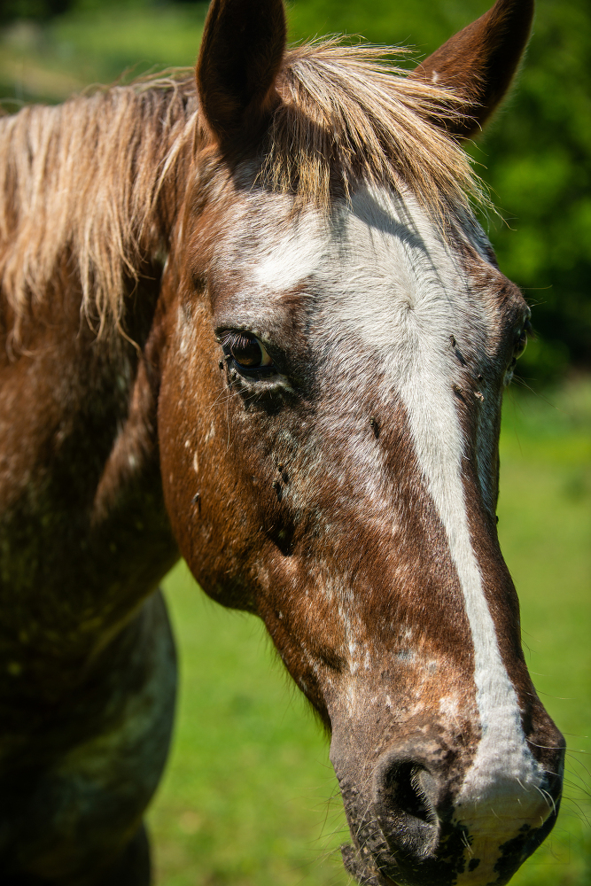 Horse PicturesBrownandwhitespottedhorseonfarmsideviewphoto
