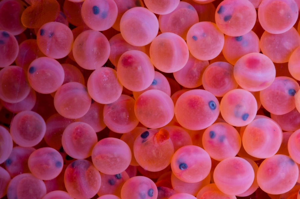 Closeup of eggs from Rainbow trout Classroom Clip Art