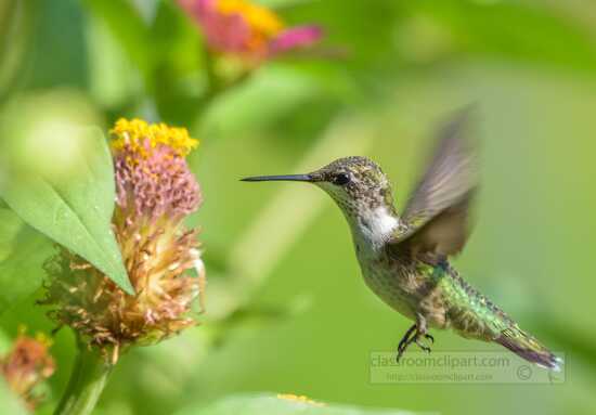 Bird Photos-Closeup of female ruby throated hummingbird