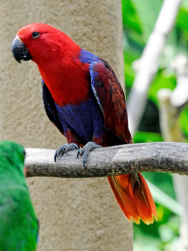 Colorful Eclectus Parrot Photo Image 5858A - Classroom Clip Art