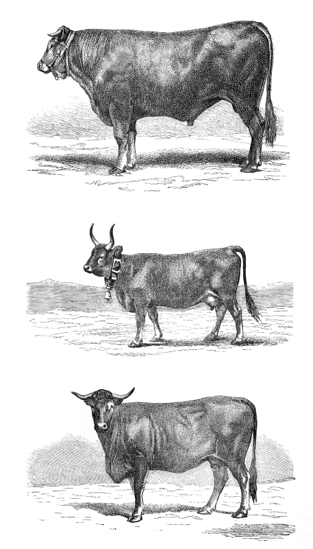 Mammal Illustrations-cows illustration