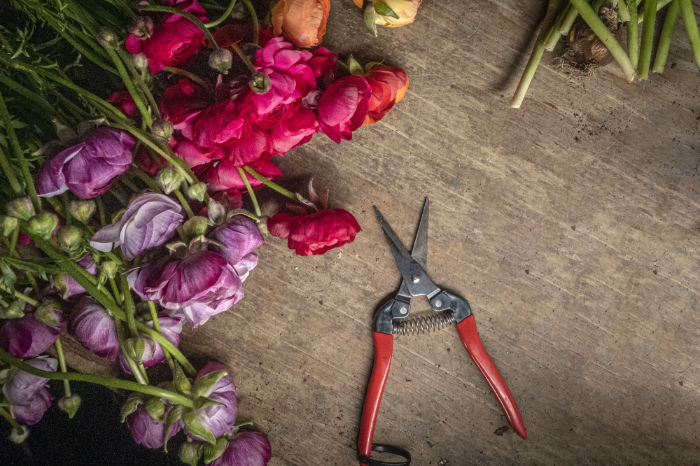 cut flower still with hand cutting tool