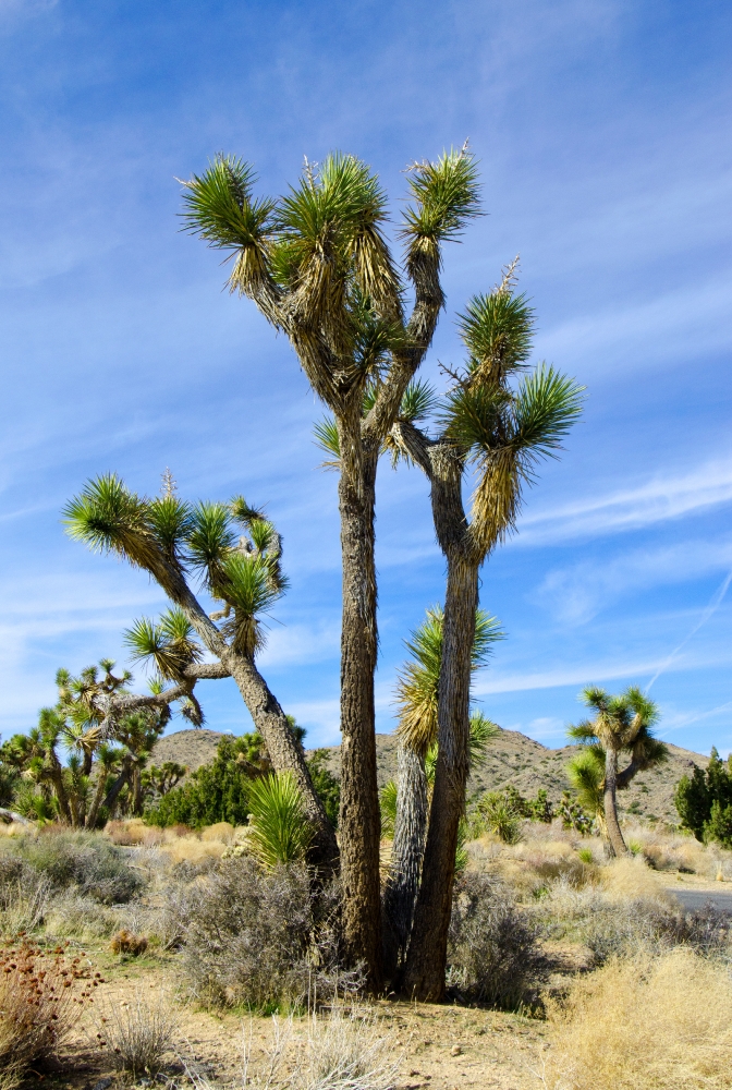 desert joshua tree national park 3108 - Classroom Clip Art