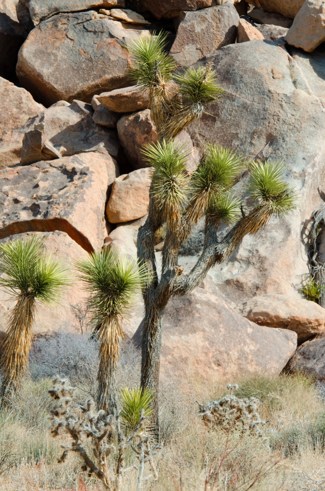 desert joshua tree national park 3180 - Classroom Clip Art