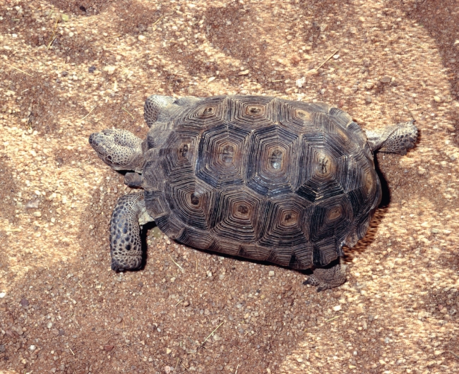 Free desert tortioise new mexico - Classroom Clipart