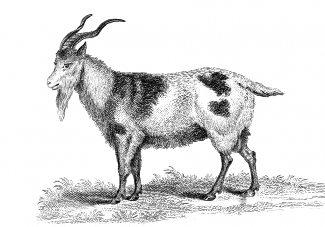 Mammal Illustrations-Domestic Goat Illustration